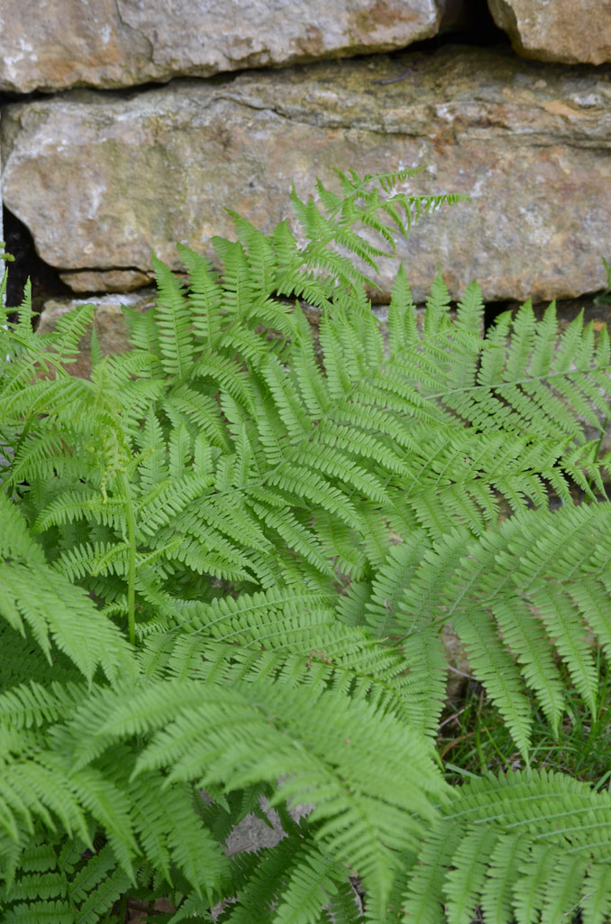 Fern - Lady (Athyrium feliz-femine) - PREMIUM